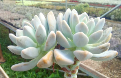 多肉淋雪了怎么办