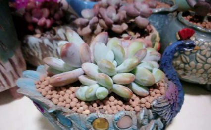 多肉淋雪了怎么办