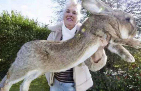 巨型食人兔真的存在吗