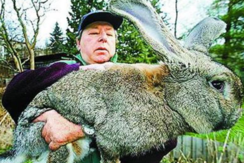 巨型食人兔真的存在吗