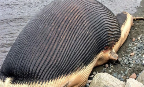 鲸鱼爆炸的现象叫什么