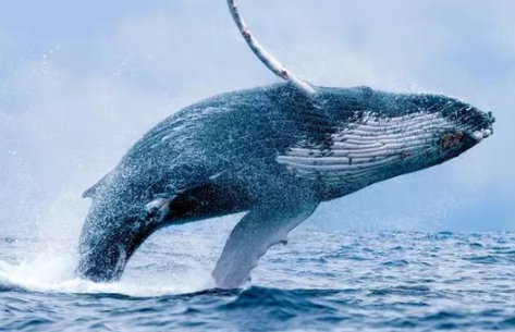 鲸鱼爆炸的现象叫什么