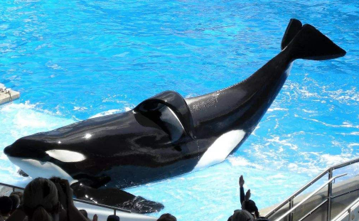 虎鲸为什么怕抹香鲸