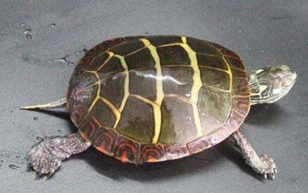 东锦龟和西锦龟的区别