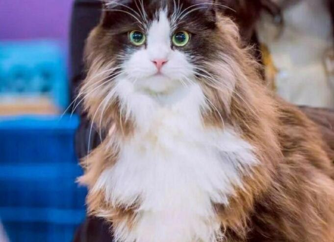 西伯利亚森林猫和挪威森林猫区别