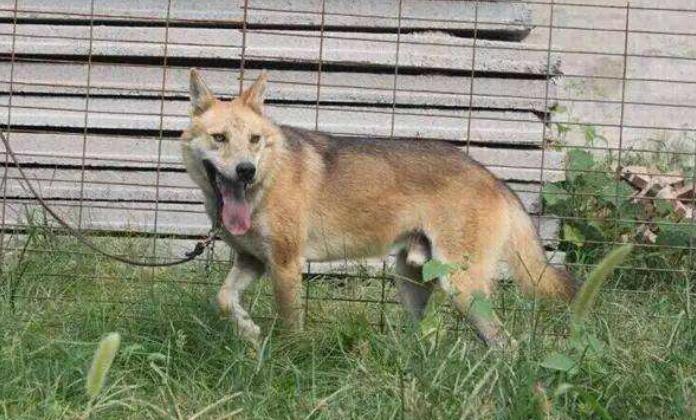 高狼犬和中亚牧羊犬的区别