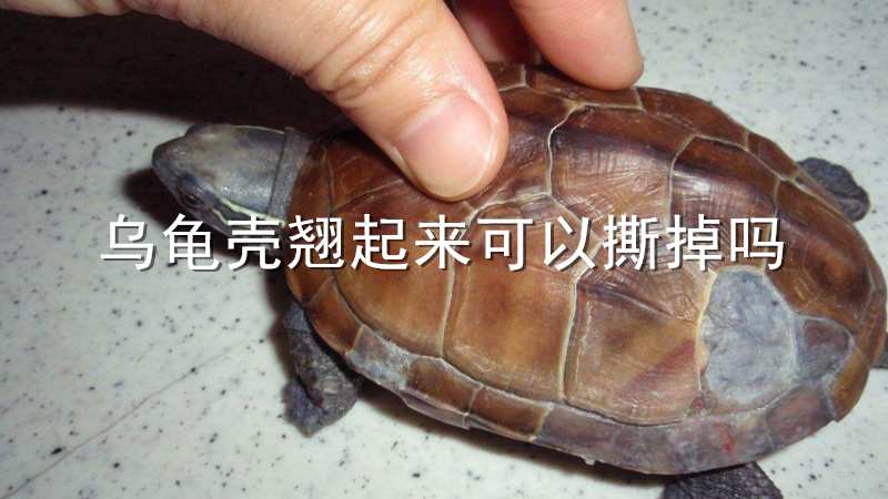 乌龟壳翘起来可以撕掉吗