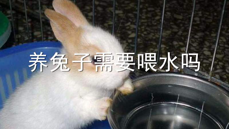 养兔子需要喂水吗