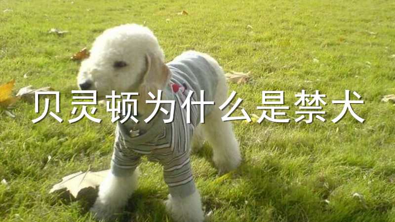 贝灵顿为什么是禁犬