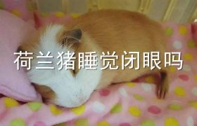 荷兰猪睡觉闭眼吗