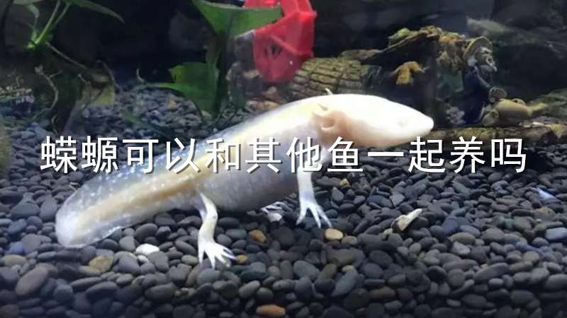 蝾螈可以和其他鱼一起养吗