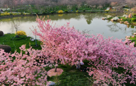 东湖樱花消费券怎么领取2022