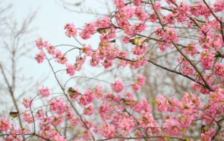 东湖樱花消费券怎么领取2022