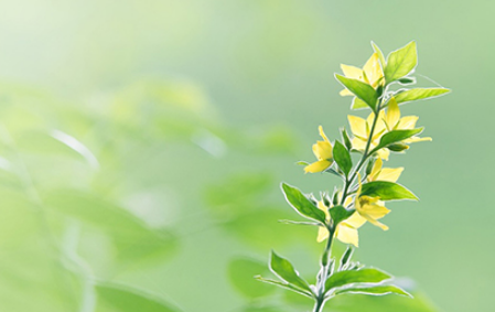 2022清明节不能去别人家吃饭吗