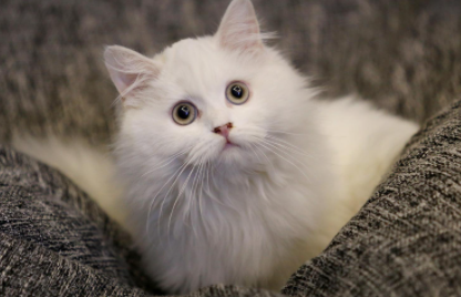 猫毛沾屎怎么能擦干净