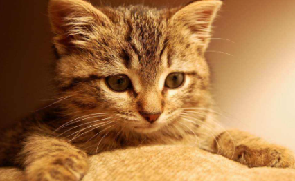 猫毛沾屎怎么能擦干净