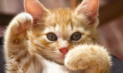 猫毛沾屎怎么能擦干净