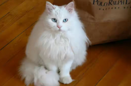 长毛猫几个月开始长毛