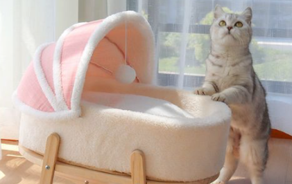 猫咪睡床上会不会对我身体不好