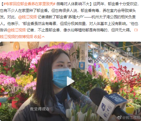 郁金香养在家里致秃真的吗