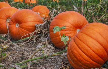 切开了的南瓜放时间长了能吃吗