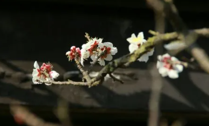 2022年南方入梅是几月几号