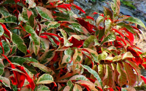 红背桂是单叶还是复叶