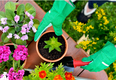 红背桂是单叶还是复叶