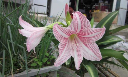 闭花授粉什么意思