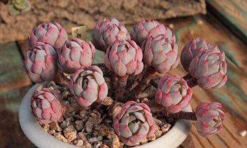 多肉烂根怎么处理