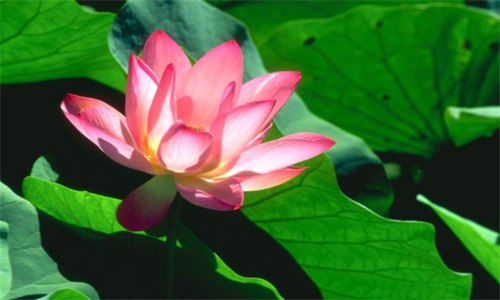 荷花几月开花
