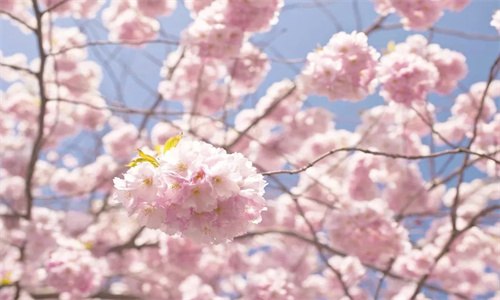 樱花是什么季节开放的