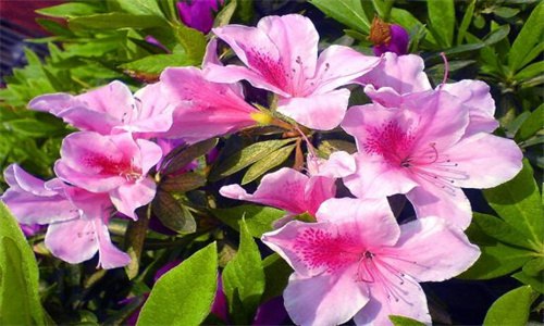 杜鹃花花朵蔫了怎么回事
