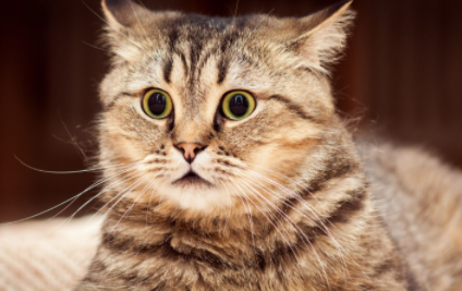 母猫不出门要绝育吗