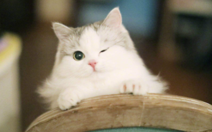 母猫不出门要绝育吗