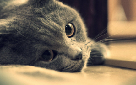 为什么土猫不打针活的好好的