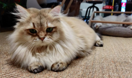 为什么土猫不打针活的好好的