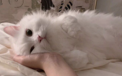 为什么土猫不打针活的好好的