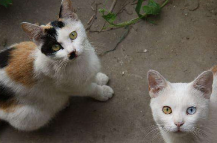 土猫可以吃猫粮么