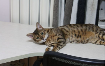 土猫可以吃猫粮么