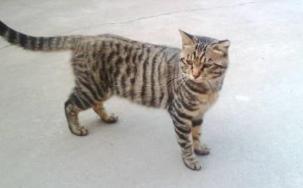 土猫可以吃猫粮么