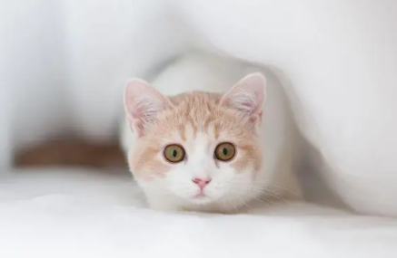 小猫拉屎很臭怎么回事