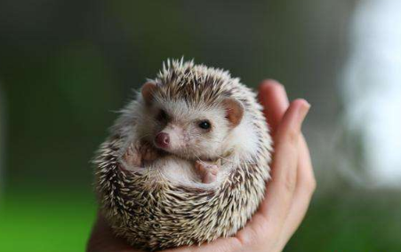 刺猬冬眠能弄醒吗