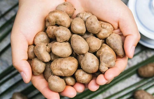 山药豆和山药哪个好