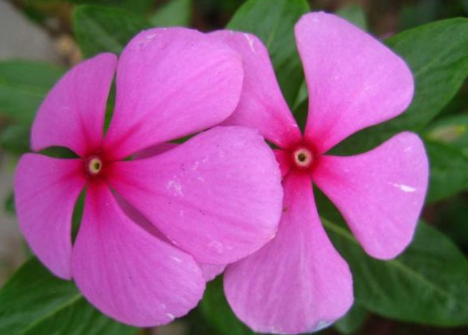 2022长春花怎么养成老桩