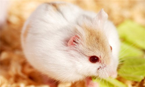 仓鼠死了会有鼠疫吗