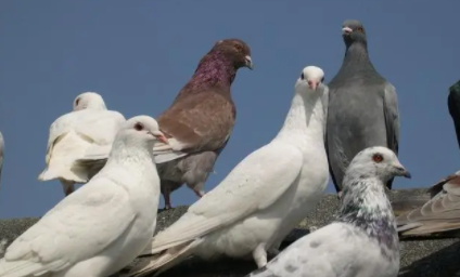 养鸽子怎么看公母