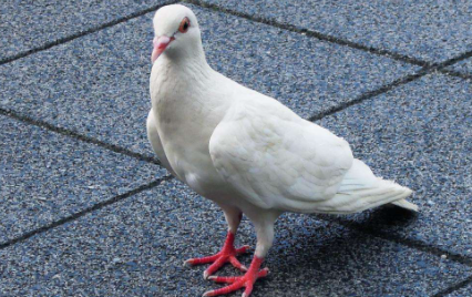 养鸽子怎么看公母