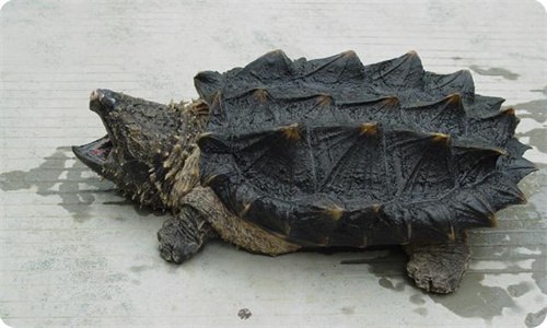 乌龟如何分雌雄