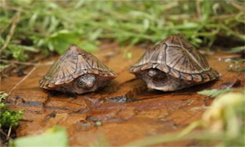 剃刀龟可以深水养吗